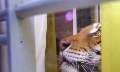 Ming, tiger rescued from Harlem apartment in 2003, has died - ABC7