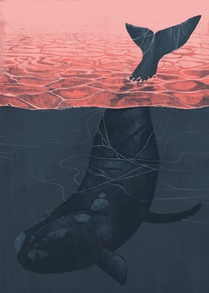 For the Joe and the Whale feature - do not use for anything else