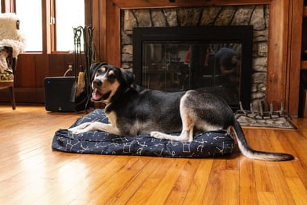 A dog resting on a Molly Mutt Bed