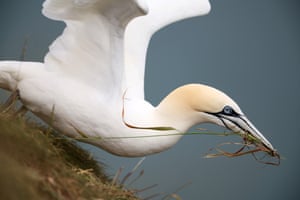 A gannet carrying nesting material takes flight at Bempton Cliffs in Bridlington, UK. Situated on the Yorkshire coast overlooking the North Sea, Bempton Cliffs are home to around 500,000 seabirds, including puffins, kittiwakes, gannets, and guillemots