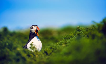 puffin with beak open