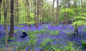 Bluebells, Christmas Common, OxfordshireOxfordshire. Image shot 05/2009. Exact date unknown.