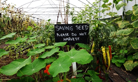 Photograph of plants in greenhouse with sign that reads 'Saving seed please do not harvest'.