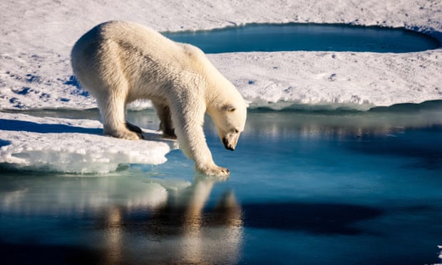 This file photo taken on August 22, 2015 shows a handout photo provided by the European Geosciences Union of a polar bear testing the strength of thin sea ice in the Arctic. 