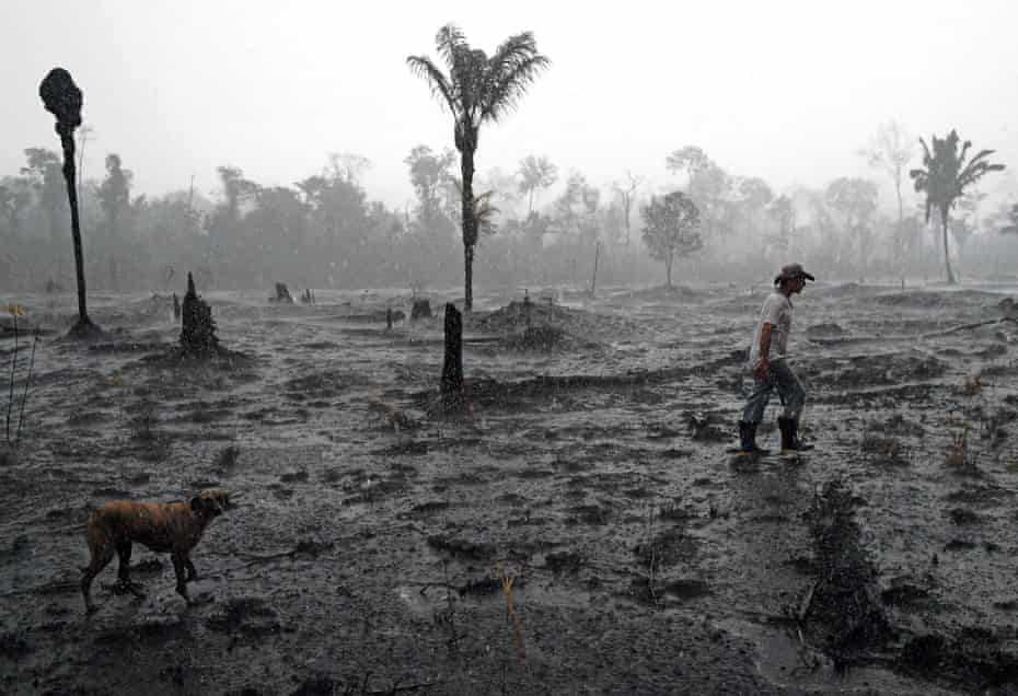 A Brazilian farmer and a dog walk through a burned area of the Amazon rainforest, near Porto Velho, Rondonia state, Brazil. 