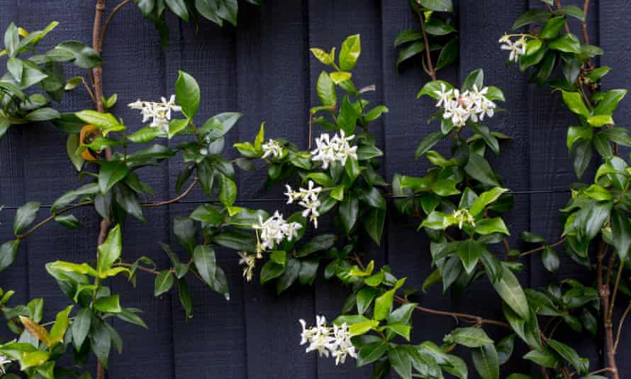 Trachelospermum jasminoides est un jeu d'enfant à cultiver.