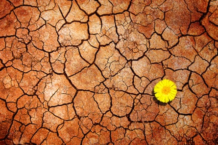 An aerial view of a single yellow flower amid cracked brown earth