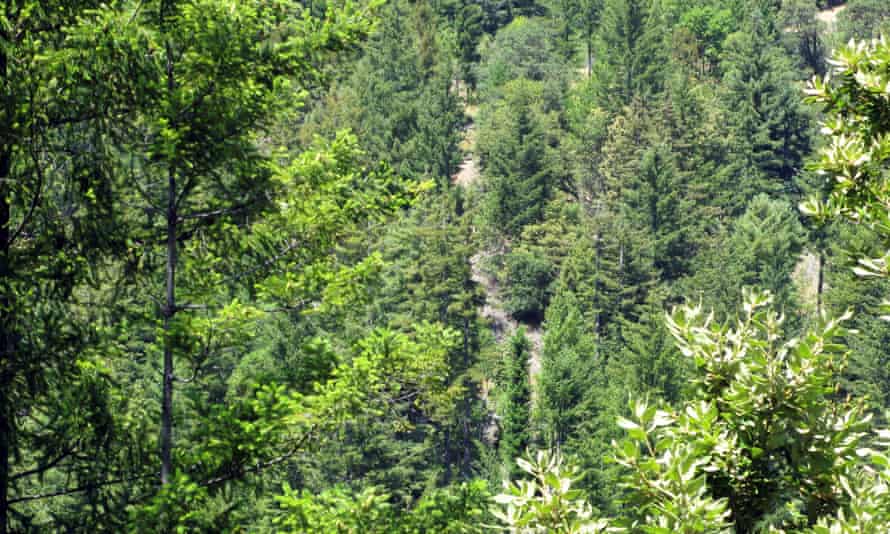 The world is still experiencing an overall loss of forests ‘at a terrifying rate’, the researchers warned.