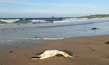 A dead gannet on a Scottish beach. Bass Rock, seen in the background, is home to 150,000 breeding gannets each year.