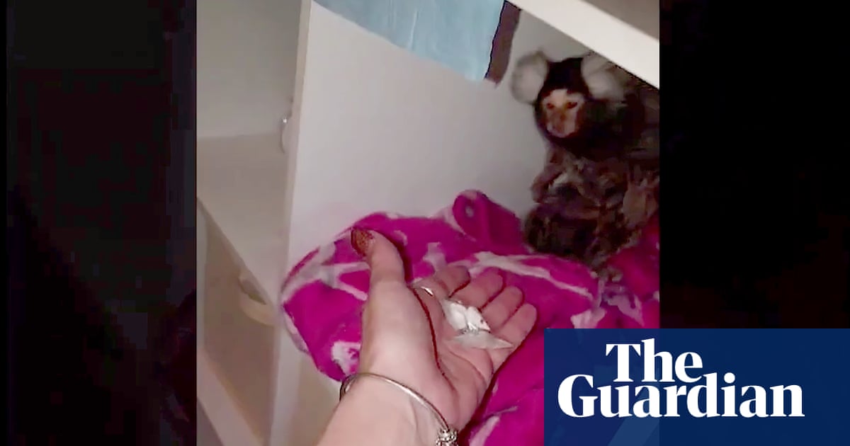 Woman admits abusing pet marmoset she offered cocaine to and flushed down toilet