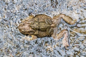 Asian common toad in Hong Kong