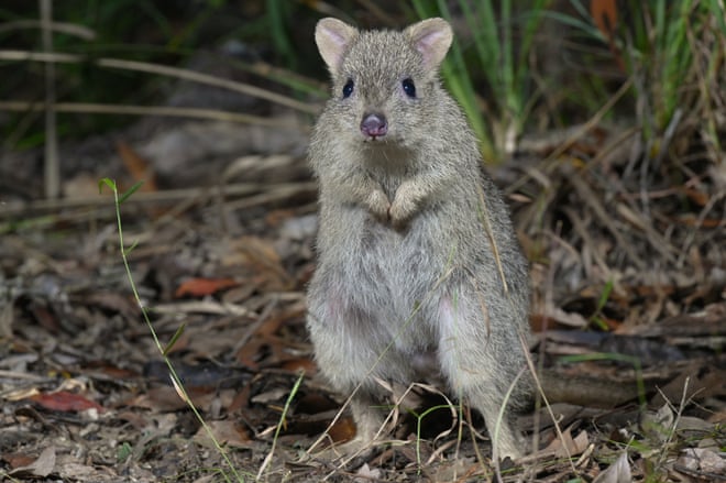 A northern bettong in Danbulla national park in Queensland.Photograph: Wayne Lawler/Australian Wildlife Conservancy