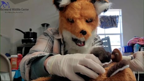 Richmond Wildlife Center’s executive director and founder, Melissa Stanley, wears a fox mask as she feeds an orphaned red fox kit, on 10 March.