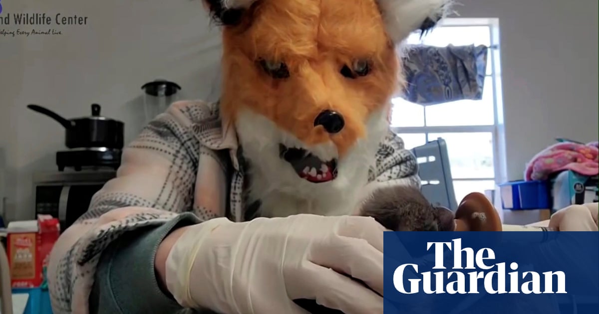 Virginia wildlife center staff pretend to be giant foxes when feeding cub | Virginia