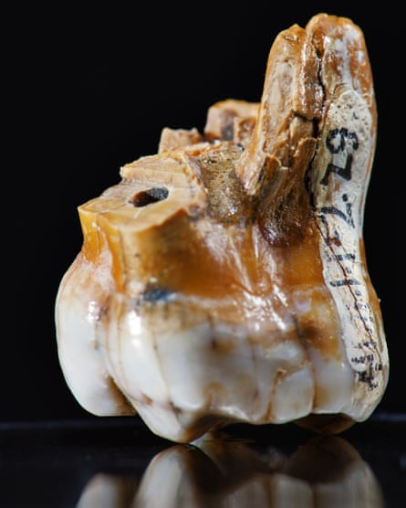 A molar tooth found at Denisova Cave.