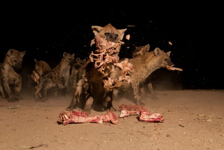 Hyenas frenziedly eating meat, with large bones strewn around.