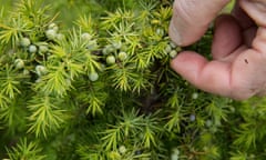 09/06/2015 Box Hill Surrey.National Trust. Juniper berries. Andy Wright who works for the trust and helpsprotect the bushes that are becomming increasingly rare in this country .the berries are the vital ingrediant in gin.Photo Sean Smith