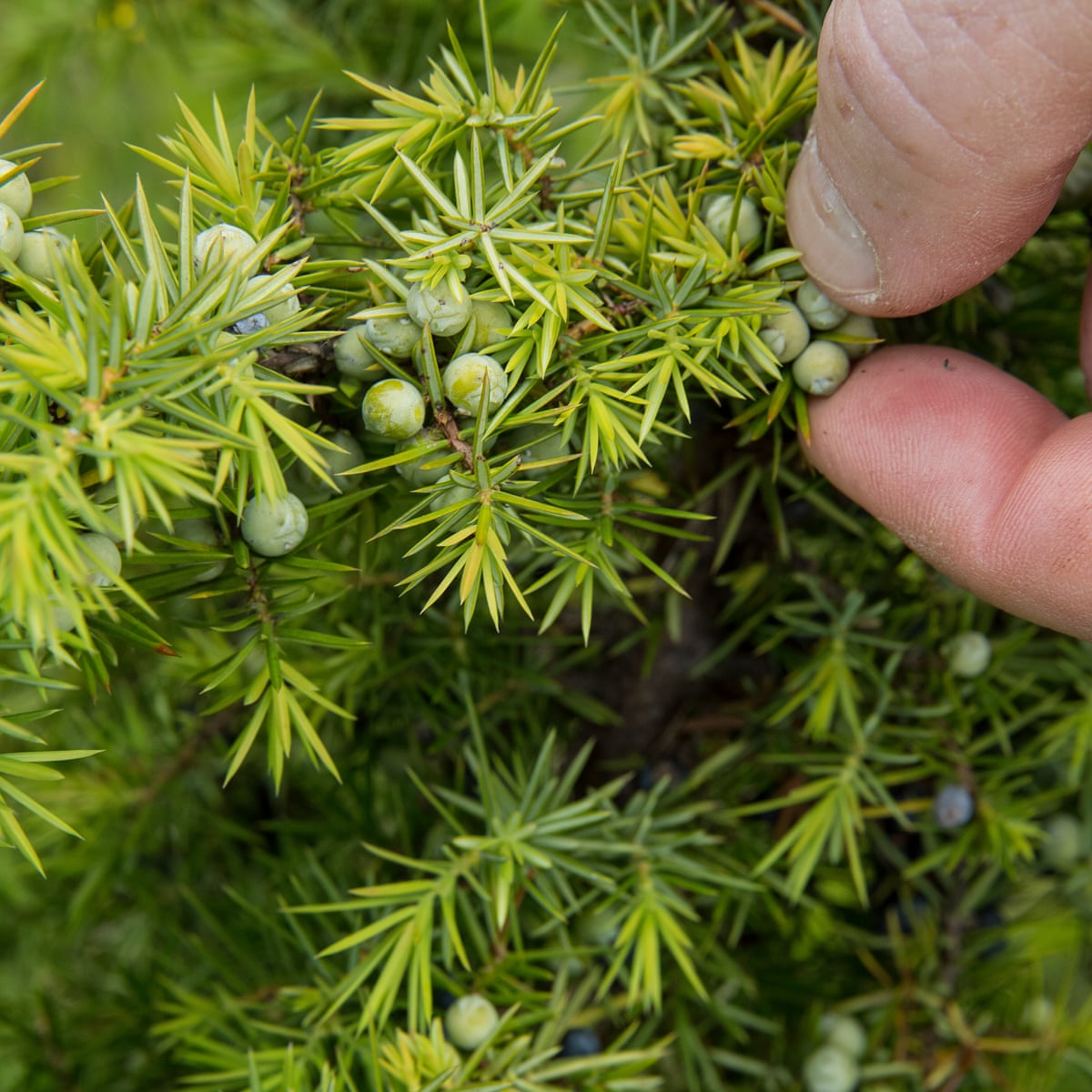 Можжевельник Juniperus monosperma