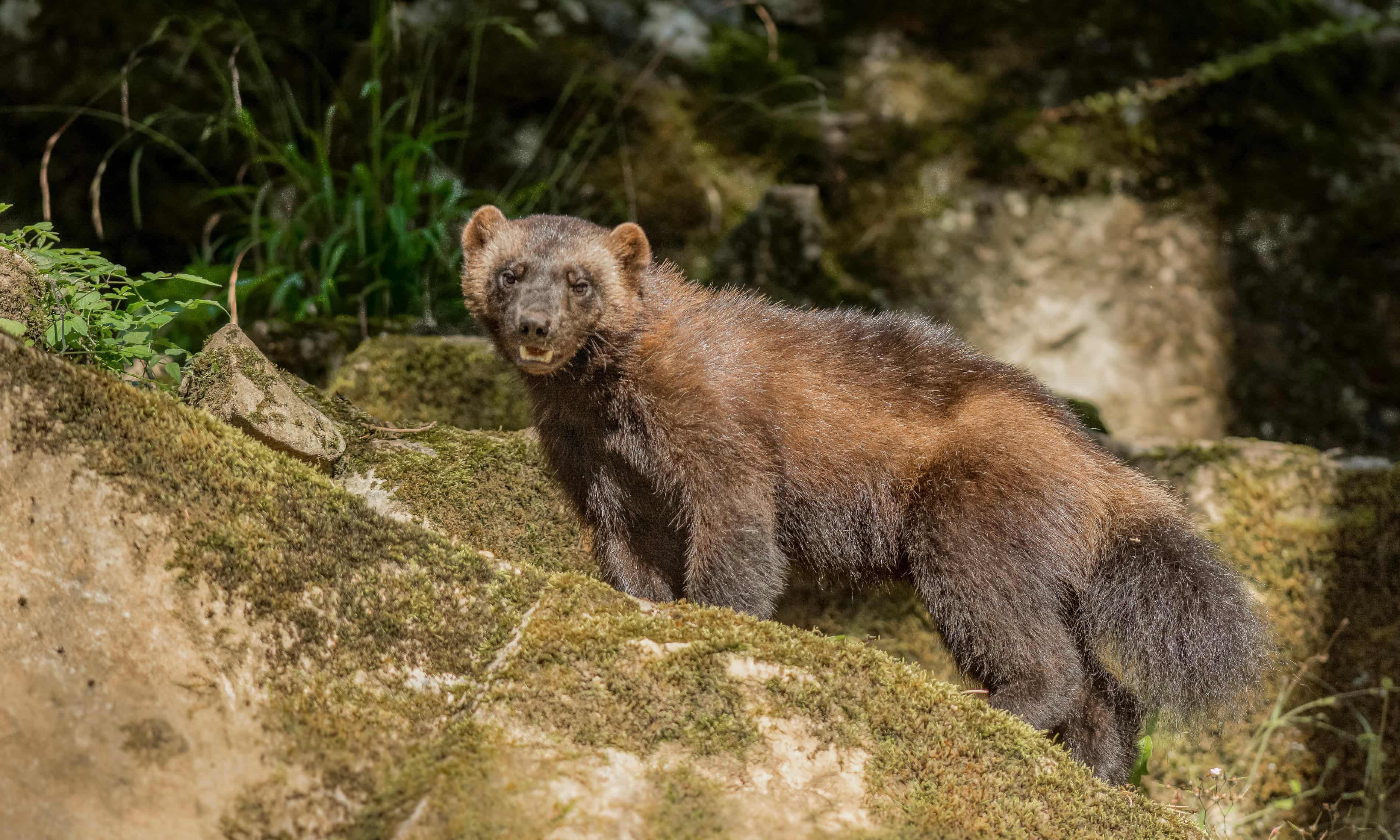 Colorado could bring back wolverines in an unprecedented rewilding effort (theguardian.com)