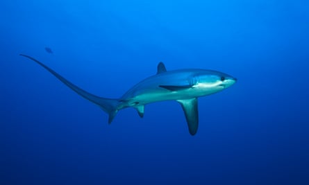 A thresher shark – so rarely seen breaching in UK waters that no photographs were available