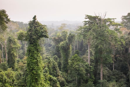 Rainforest near Cape Coast in Ghana.