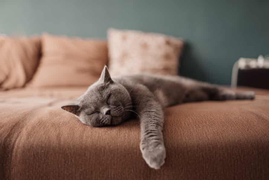Catnapping … cats understand the importance of getting enough sleep.