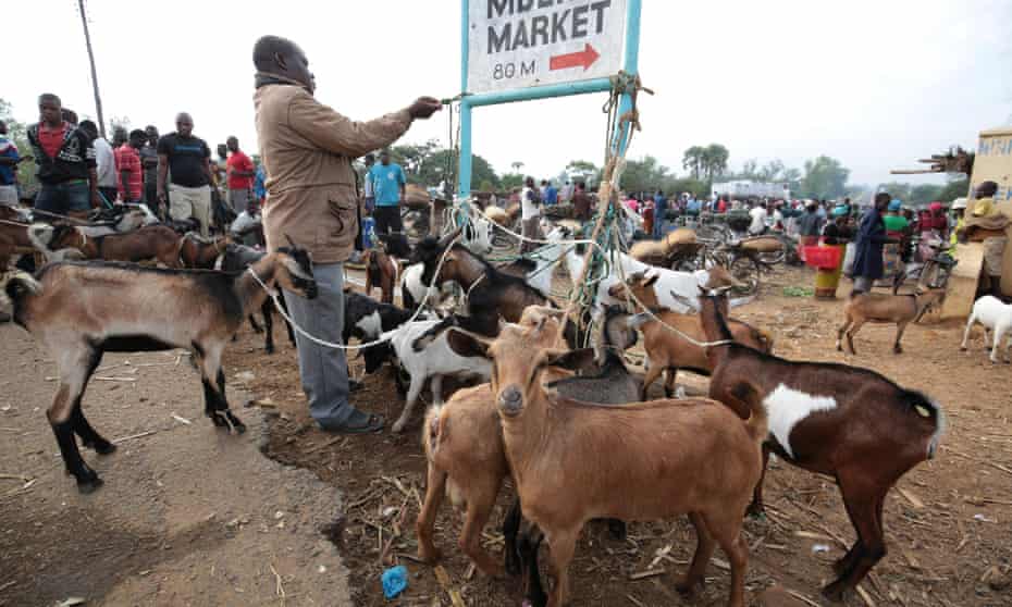 Goats being sold at Mdeka market near Salima, Malawi.