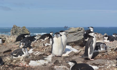 Chinstrap penguins ‘sleeping’ on King George Island in Antarctica.