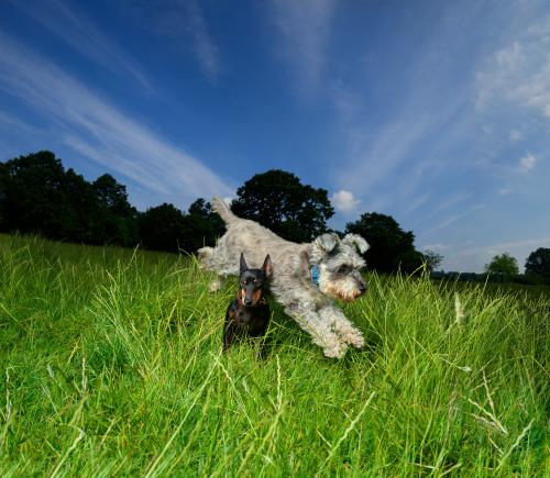 Mr Binks and Pepper, photographed for the Observer Magazine’s Dog Special.