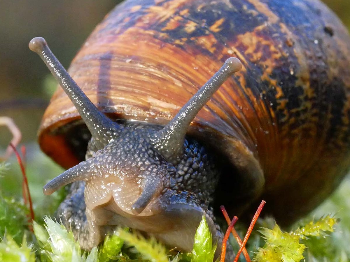 Snail Behavior Where Do You Find Snails