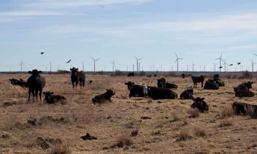 Louis Brooks claims that the cows on his ranch do not mind the wind turbines, saying that they often sleep in the shade of the turbines in the summer.