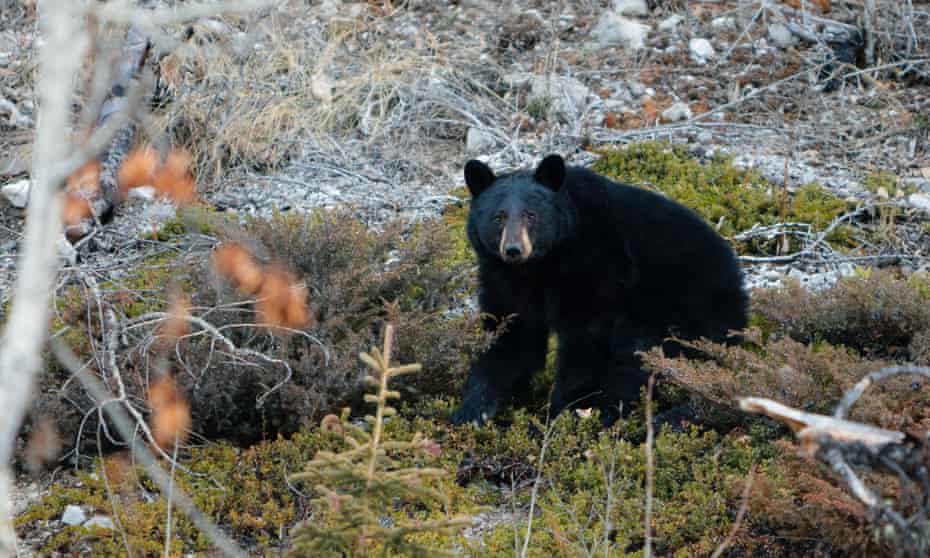 Black bears rarely attack humans, and those that do are usually defending themselves or their cubs. 