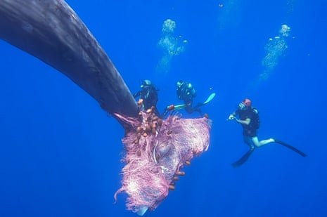 Three divers next to a huge whale’s tail, with a pink net and floats completely covering it