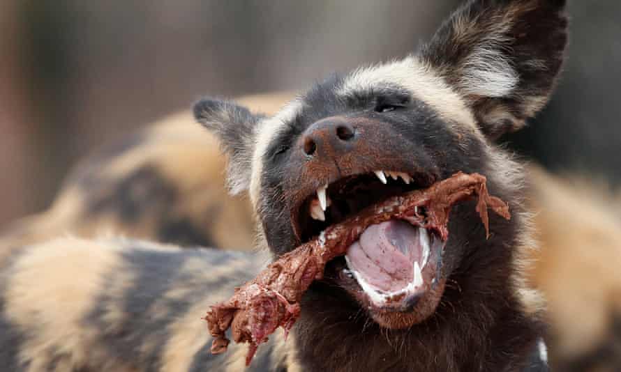 An African wild dog eats a beef carcass