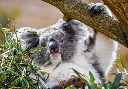 A southern koala grazes on eucalyptus leaves at Longleat safari park in Wiltshire.