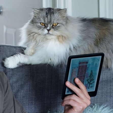 A fluffy grey and white cat watches a person hold up a Kindle e-reader on a sofa