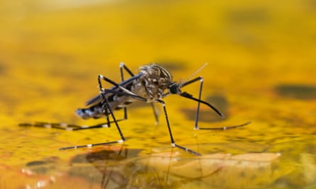 An Aedes japonicus mosquito rests on the surface of the yellowish water it just emerged from.