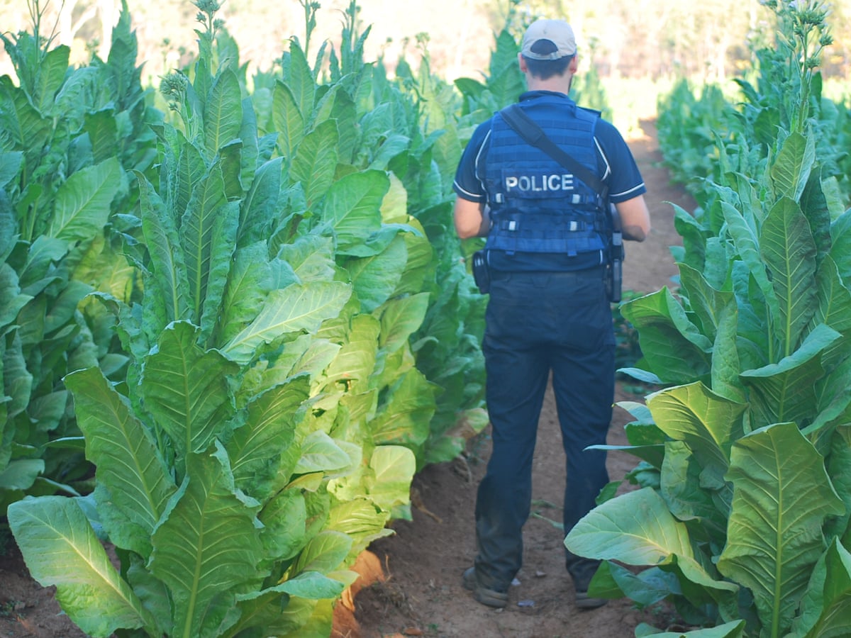 what if you swallow tobacco Can You Swallow Dipping Tobacco? What Really Happens