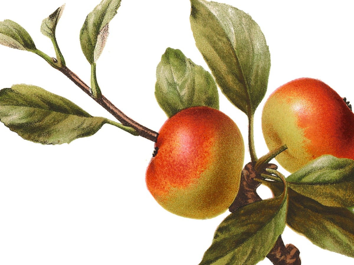 Forget Granny Smiths Here Are 10 Great Apples You Need To Try Fruit The Guardian Forget Granny Smiths Here Are 10 Great Apples You Need To Try Fruit The Guardian
