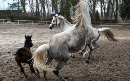 Horses playing in Poland’s state-owned Janów Podlaski stud farm