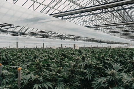 Marijuana plants in a greenhouse