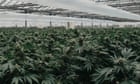 Cannabis will likely soon be legally classified as medicine. But medicine for what?