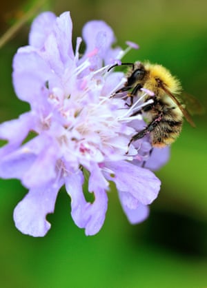 Common carder bee (Bombus pascuorum)