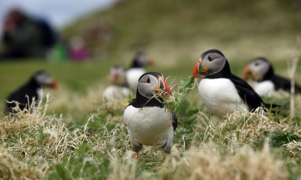 Atlantic puffins in their mating plumage on the island of Lunga in the Inner Hebrides