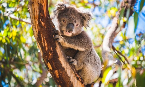 File photo of a koala in a eucalyptus tree