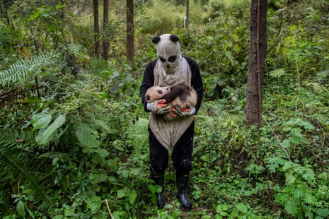 If pandas are to be released and thrive in the wild, they must be wary of humans. Keepers at the Hetaoping reserve in Wolong therefore wear black-and-white costumes soaked in panda urine