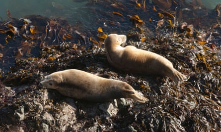 Atlantic grey seals , Skomer Island