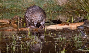 Eurasian beaver (Castor fiber) balanced on a branch it has cut at a feeding station in its pond at Tayside, Scotland.