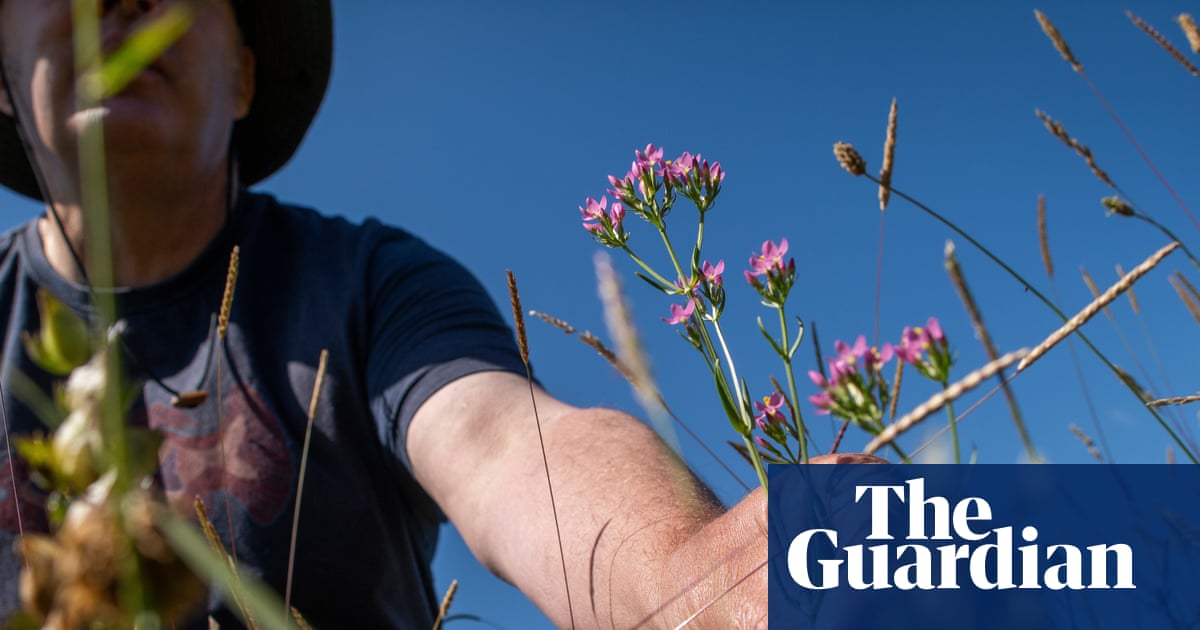 ‘I love it. It’s hope’: the mysterious self-willed wildflower meadow that seeded itself