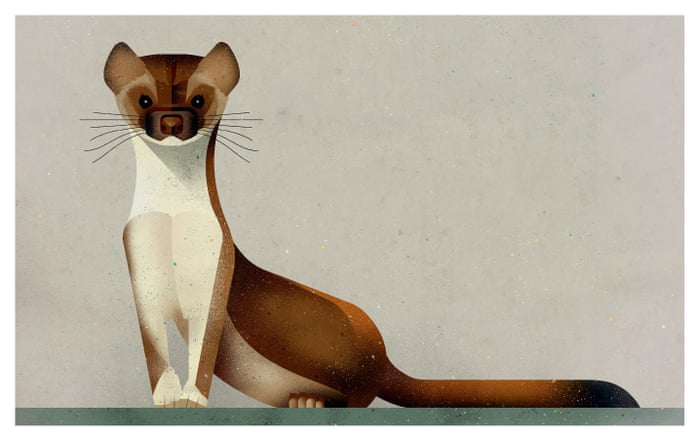 Wild animals of the north – in pictures | Children's books | The Guardian Wild animals of the north – in pictures | Children's books | The Guardian